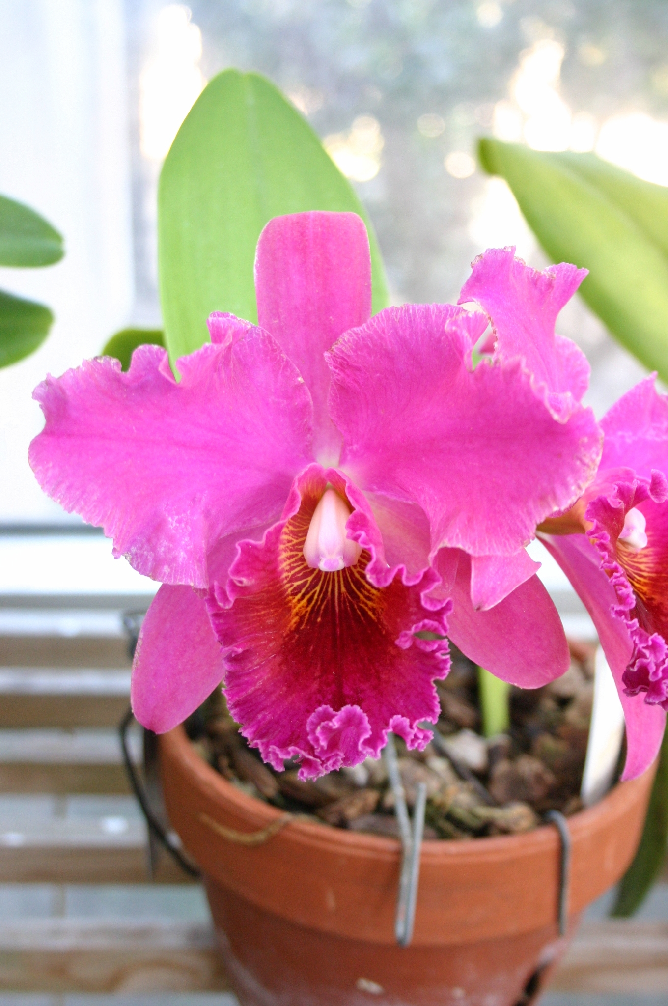 orchid pink 2