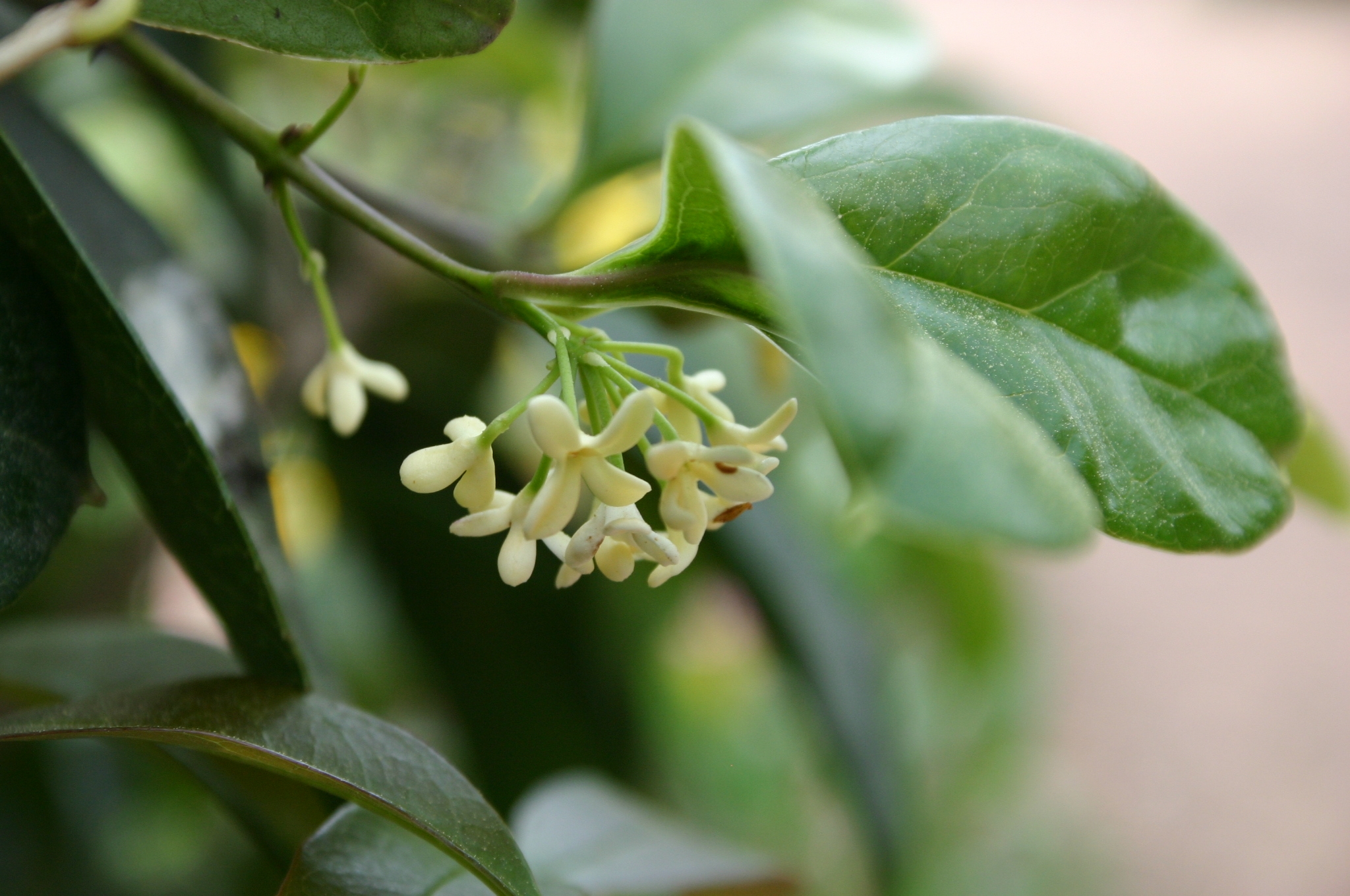 osmanthus-fragrans-flowers-1