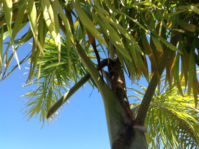 palm boron deficiency 2