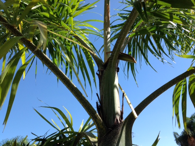 palm boron deficiency 3