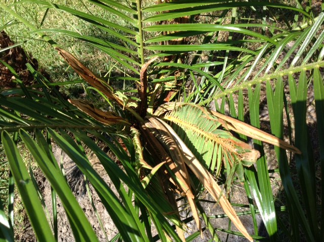palm pigmy boron deficiency 4
