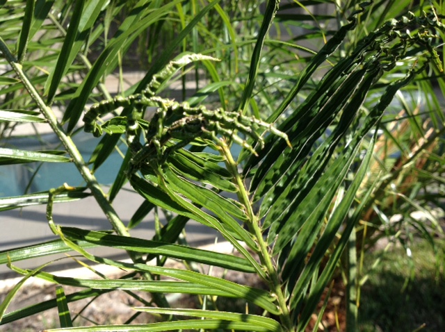 palm pigmy boron deficiency 5