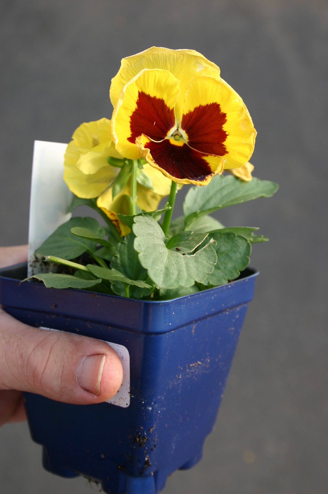 pansy 3 in pot