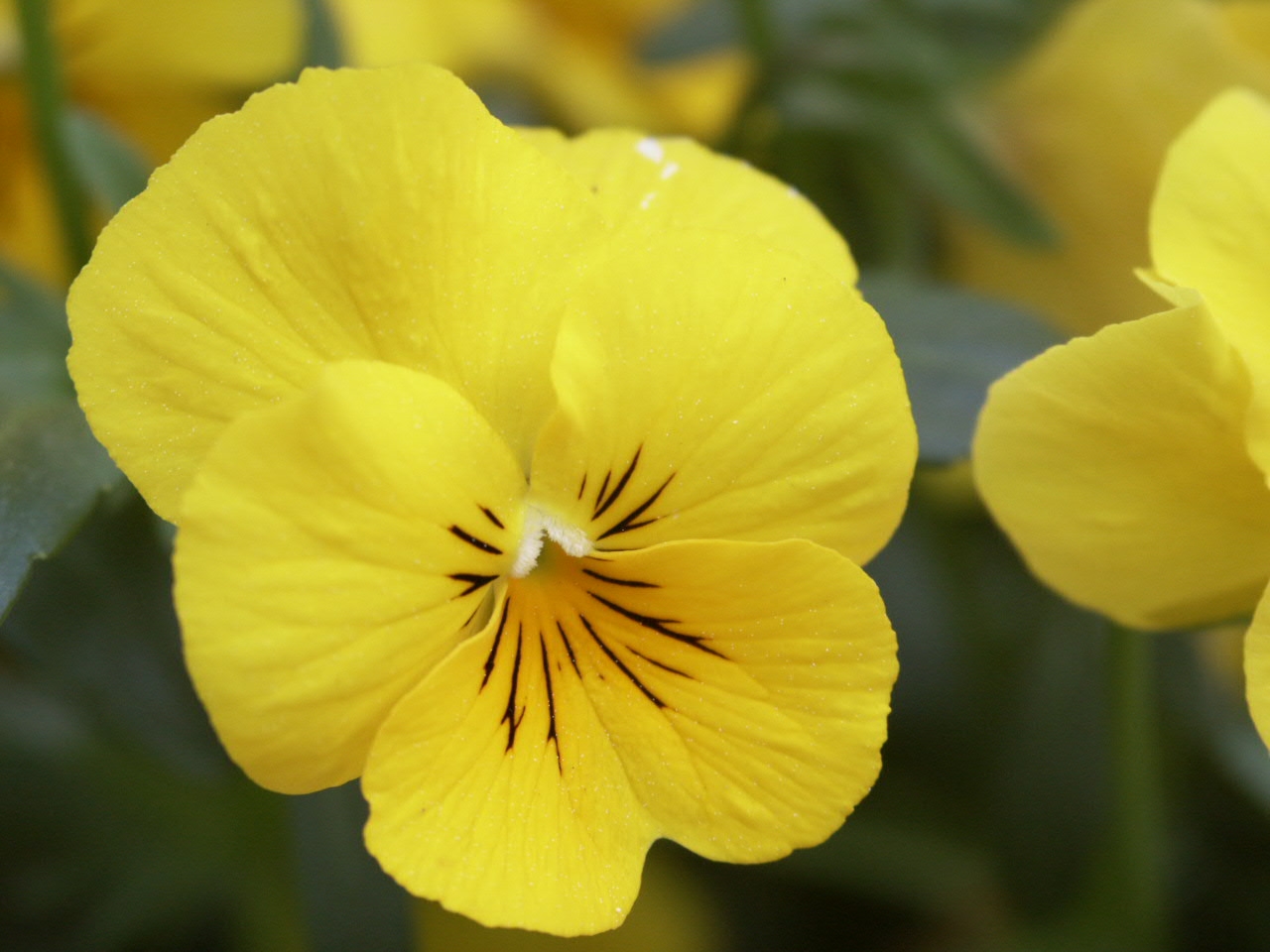 pansy flowers are eminently edible