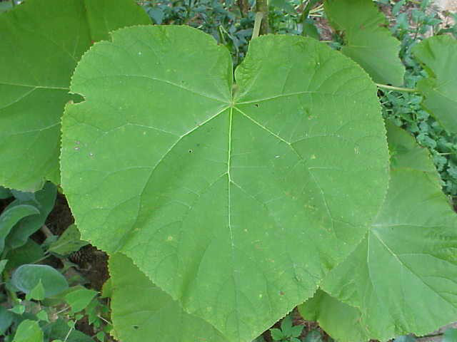 paulownia leaf