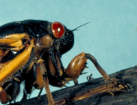 periodical cicada head 