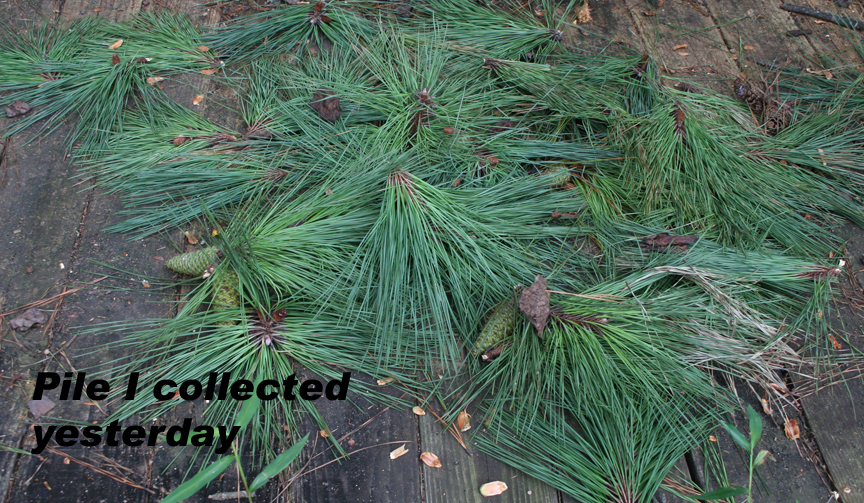 pine needle cluster 3