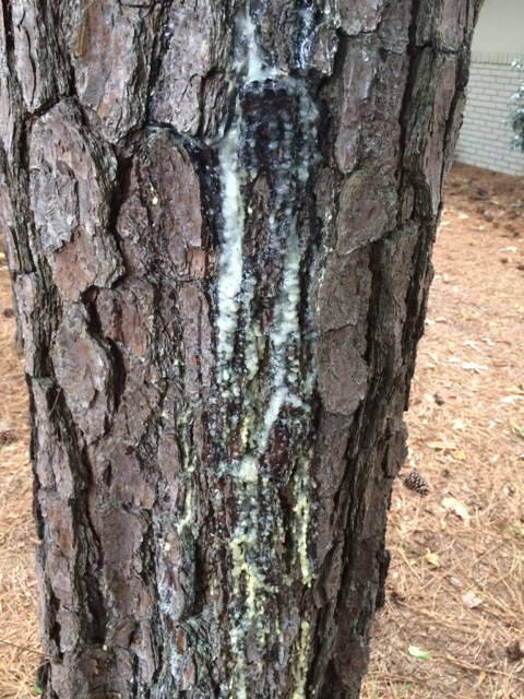 pine pitch canker 1