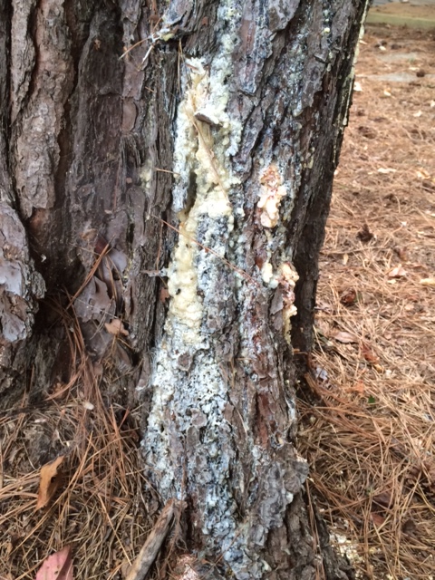 pine pitch canker 2