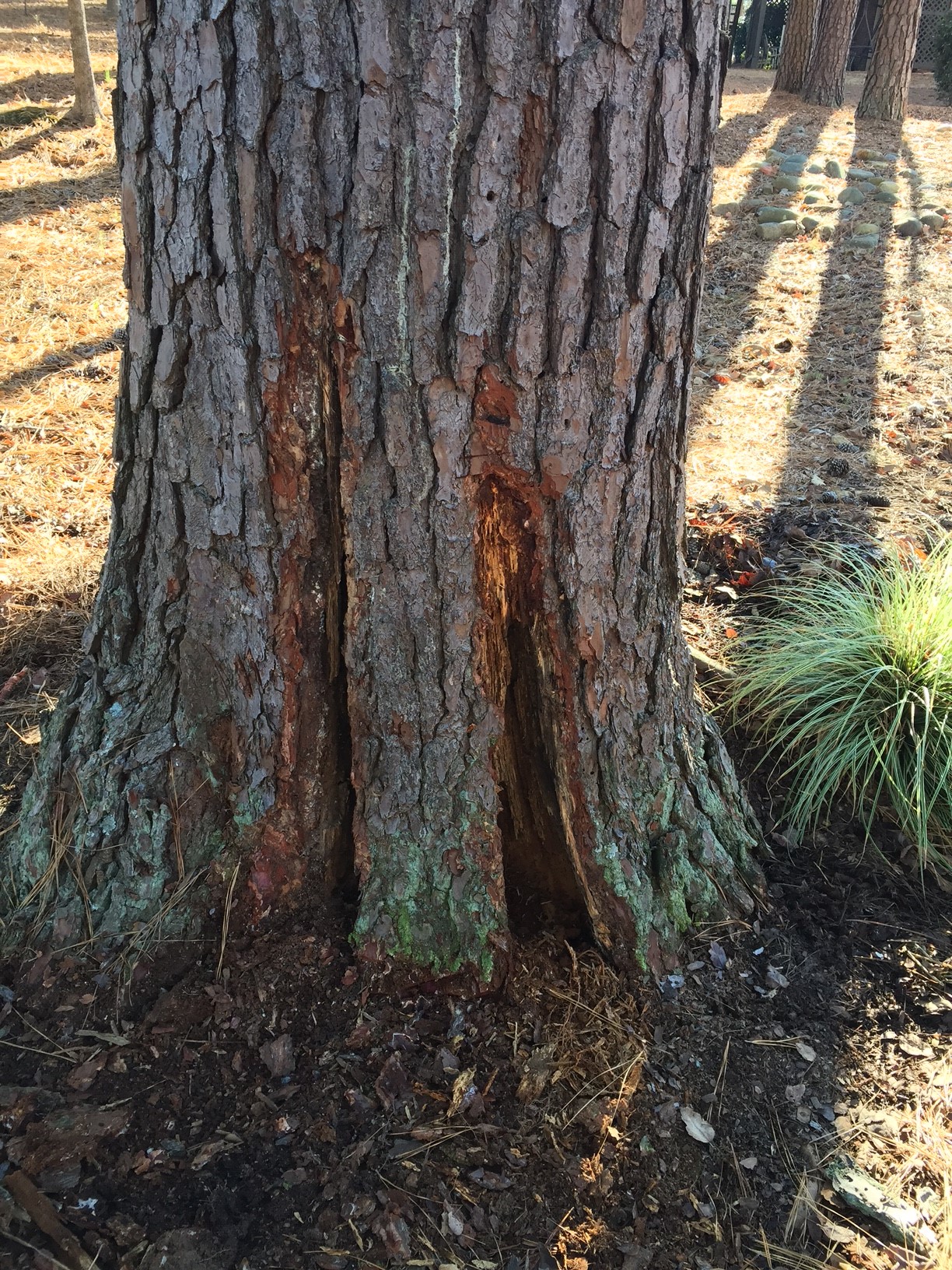 pine termites 2