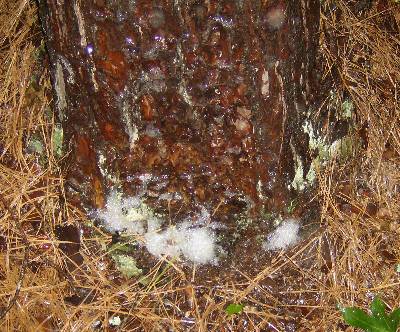 Why does my tree foam when it rains? - T&G Tree Services