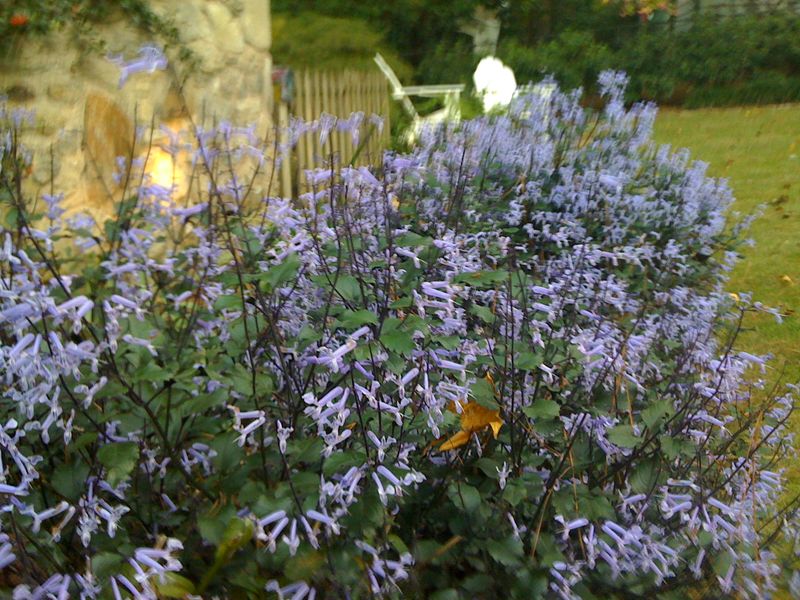 plectranthus Mona Lavender x