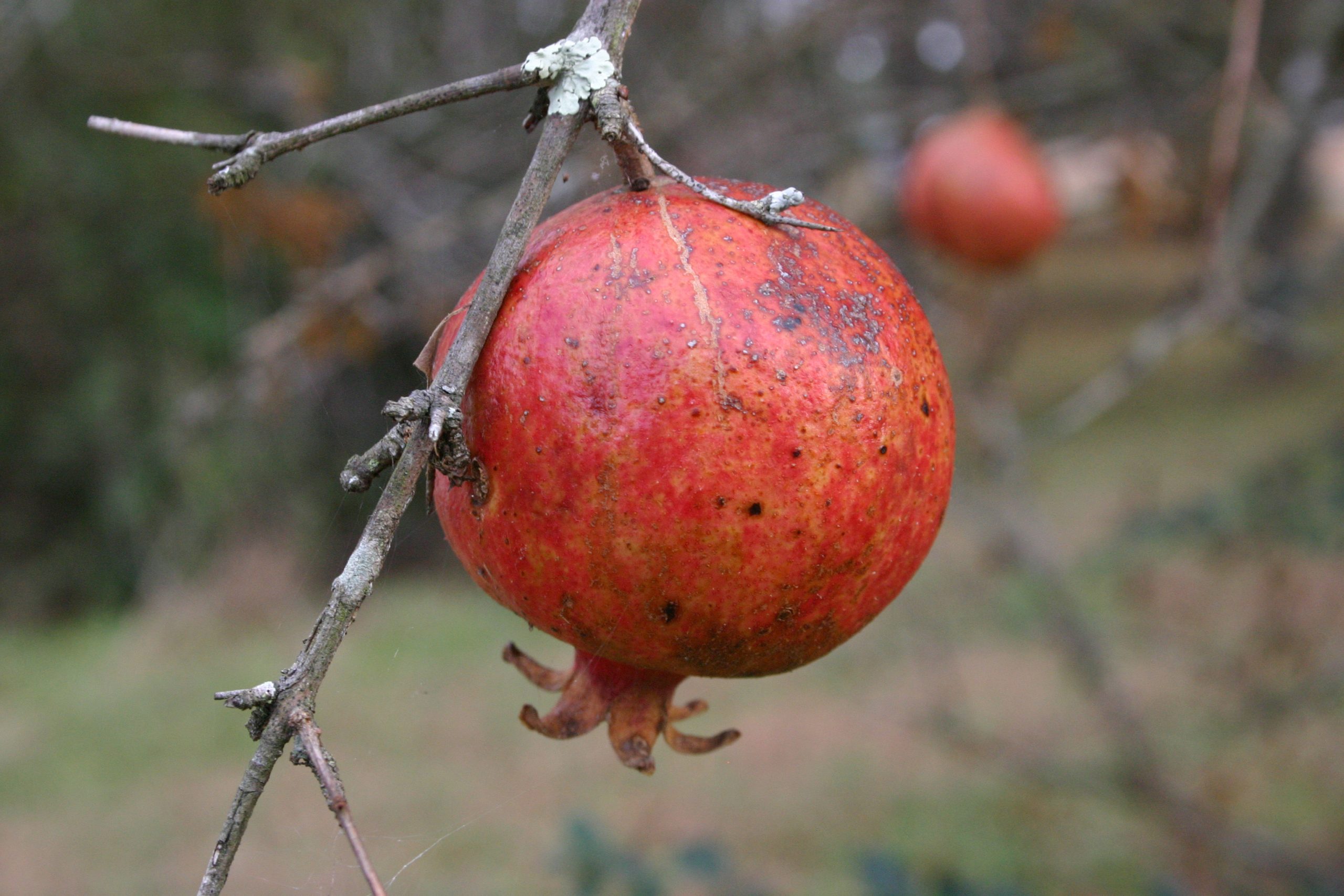 pomegranate 2 (2)
