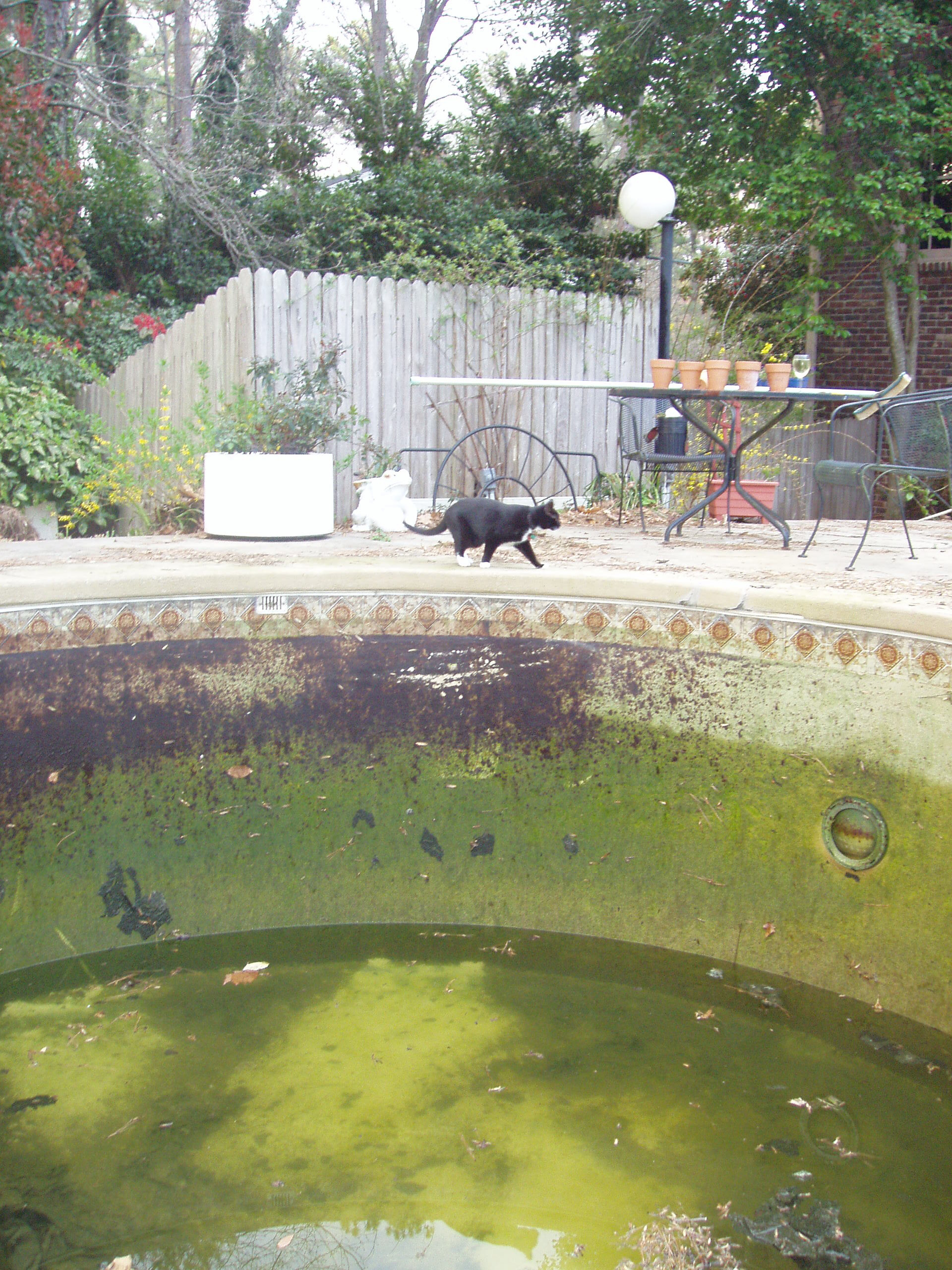 yucky pool with supervisory cat