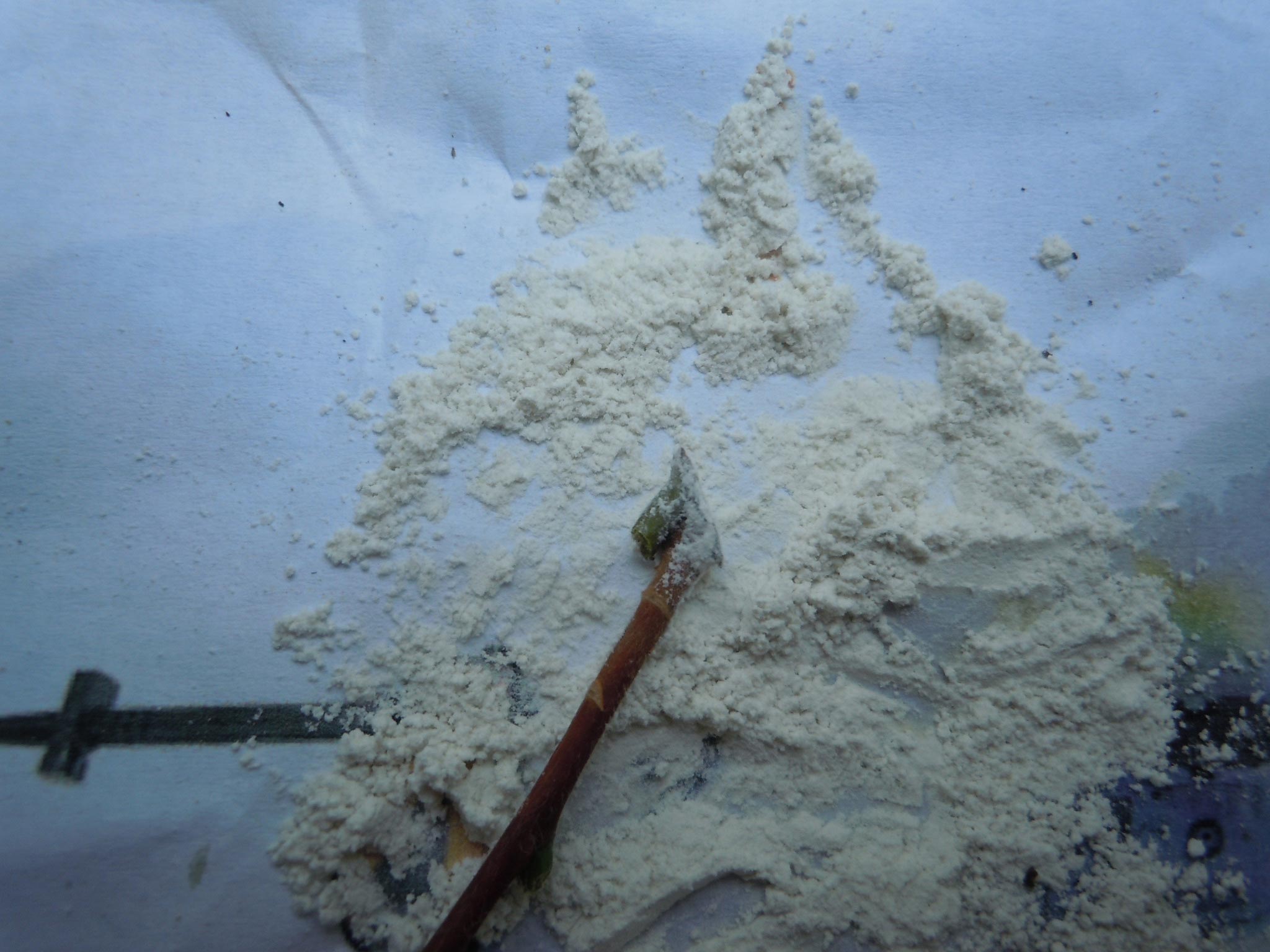 dip end of each cutting into rooting hormone powder
