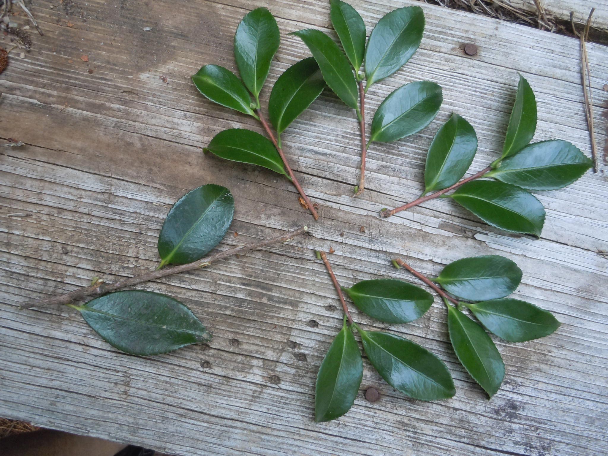 make several 4" cuttings from the limb