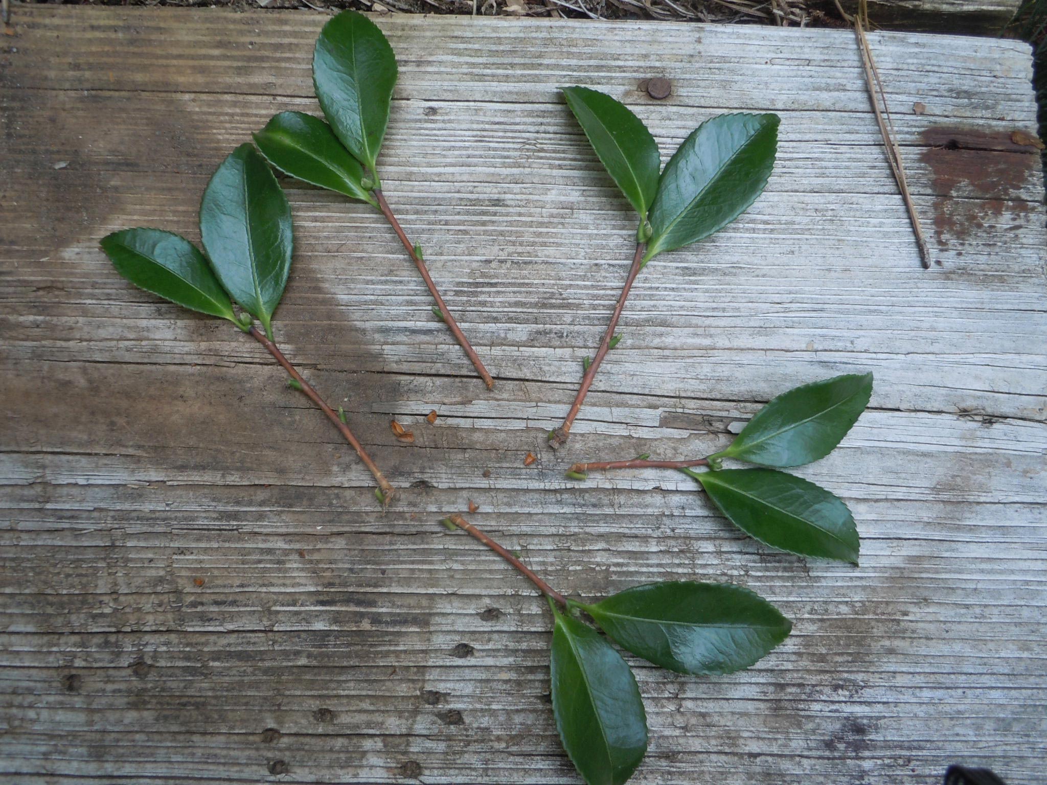remove lower leaves, leaving only two at the tip
