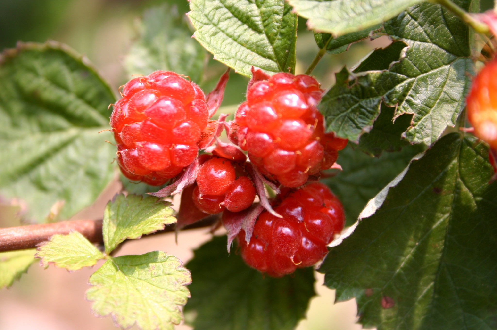 raspberry ripe 3