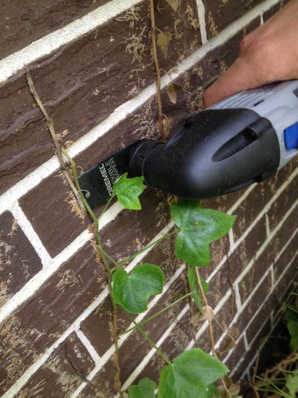 remove ivy with multitool 3