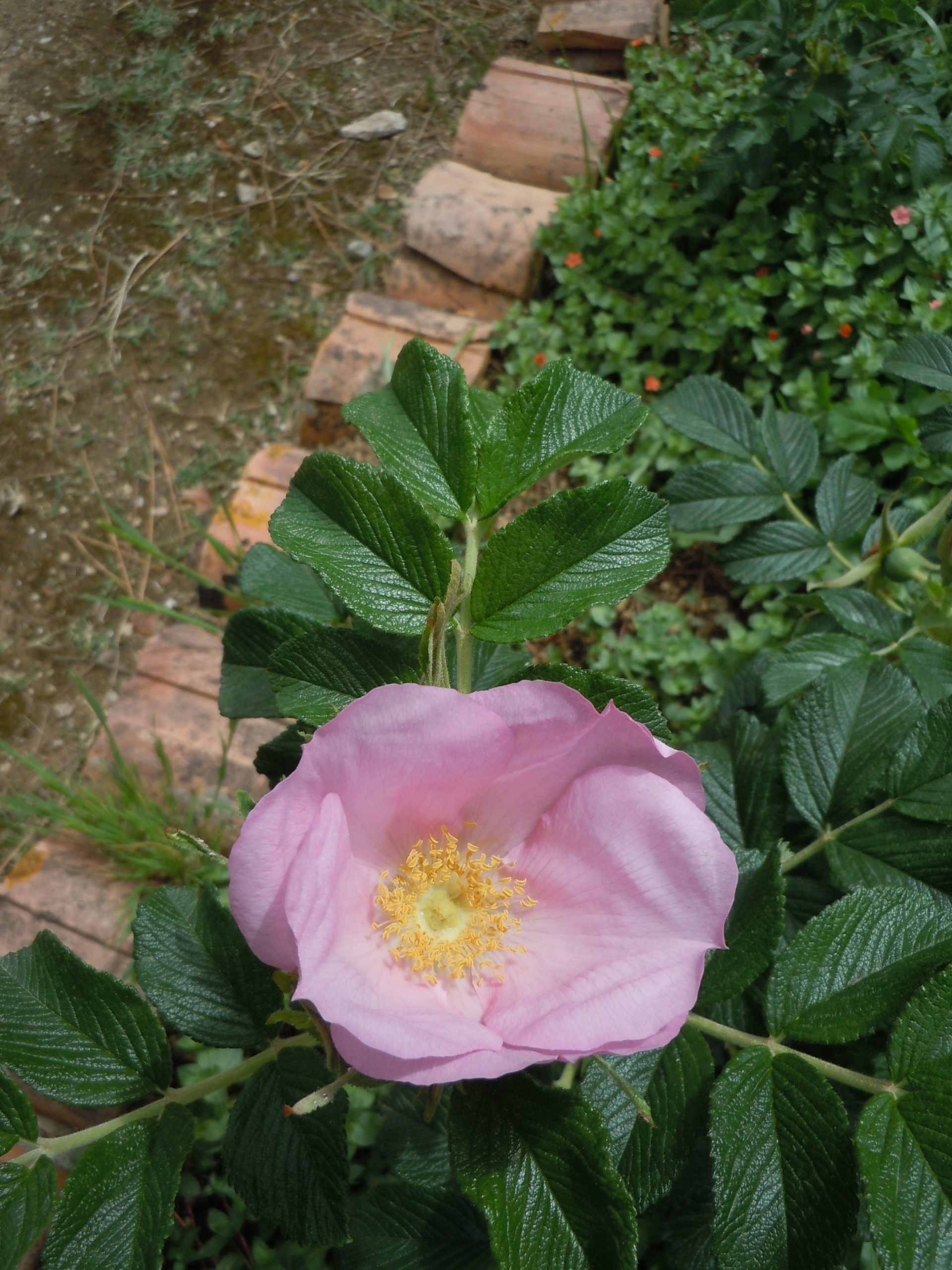 rose rugosa 1 (2)