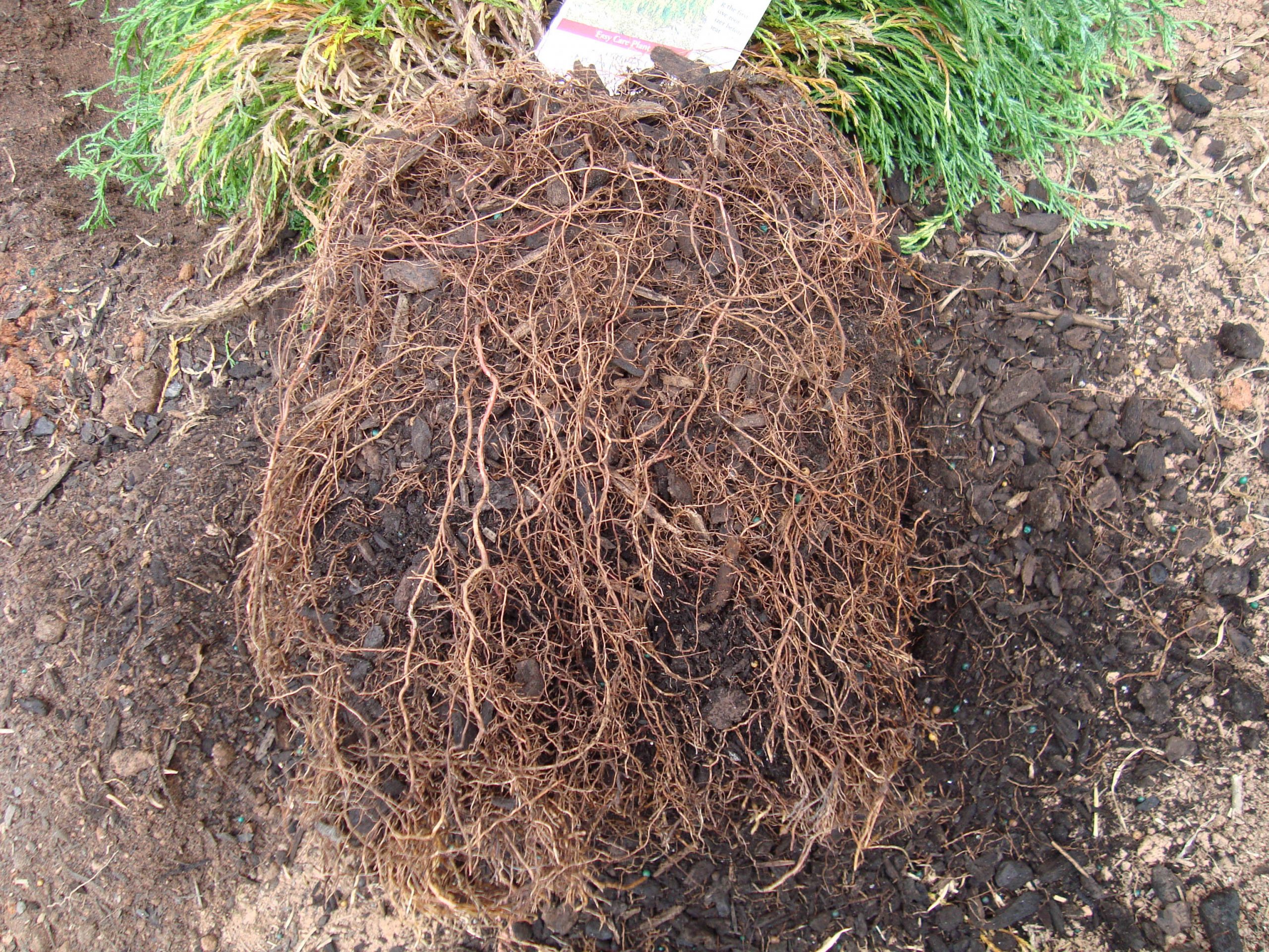 roughened root ball