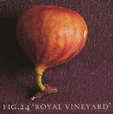 Photo of a Royal Vineyard fig