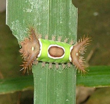 saddleback caterpillar