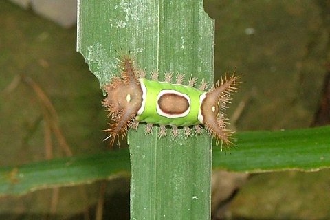 saddleback caterpillar