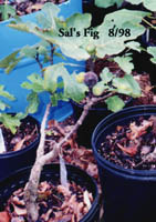 Photo of a Sal's Fig fruit