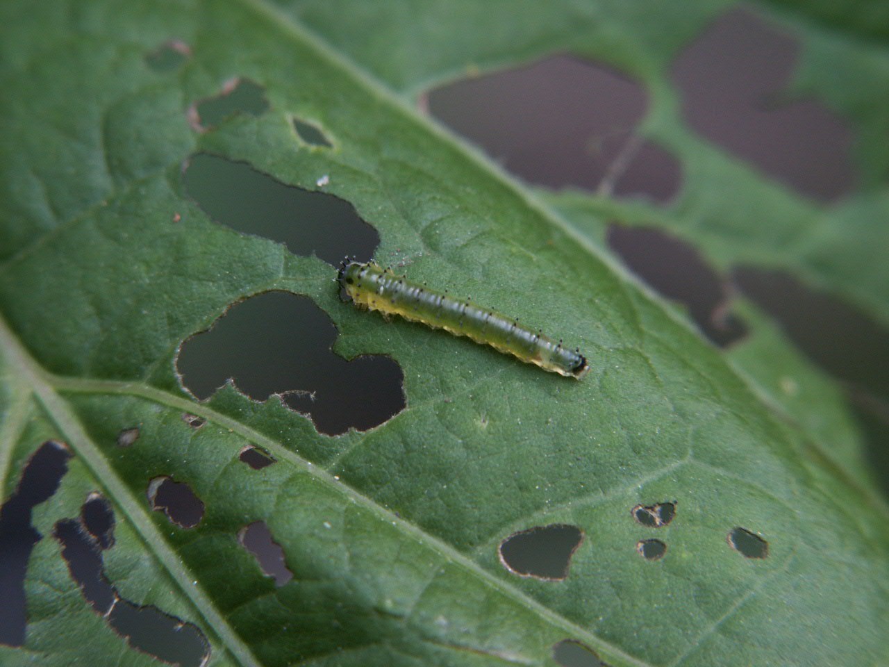 sawfly slug