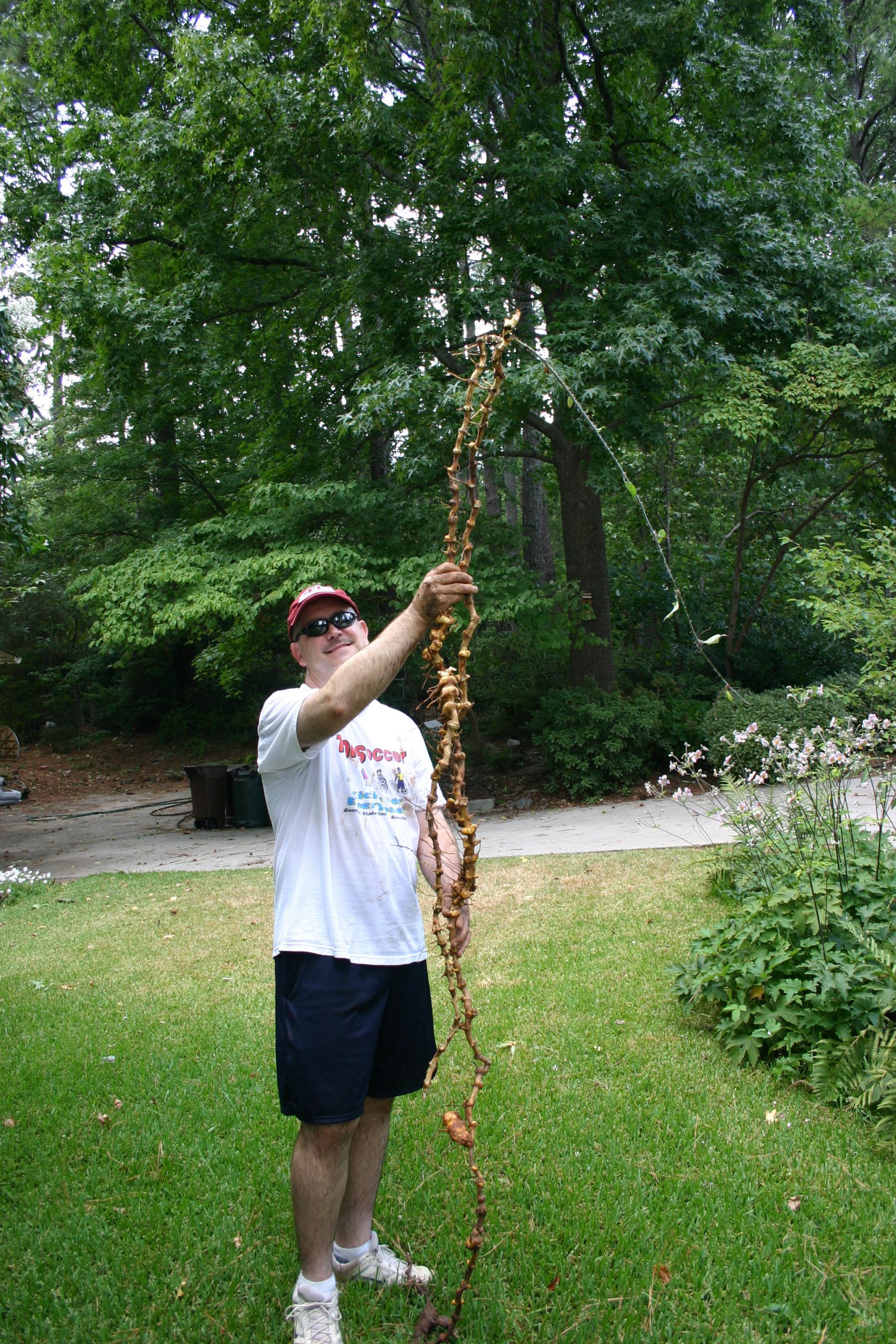 My neighbor found a smilax root 13' long!