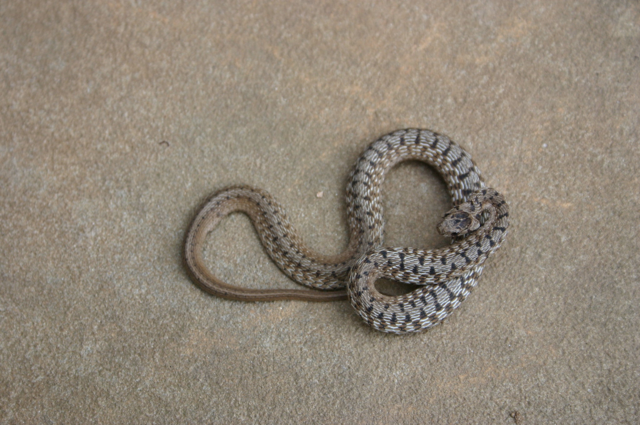 DeKay's snake (garden brown snake)