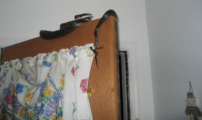 rat snakes are good climbers!