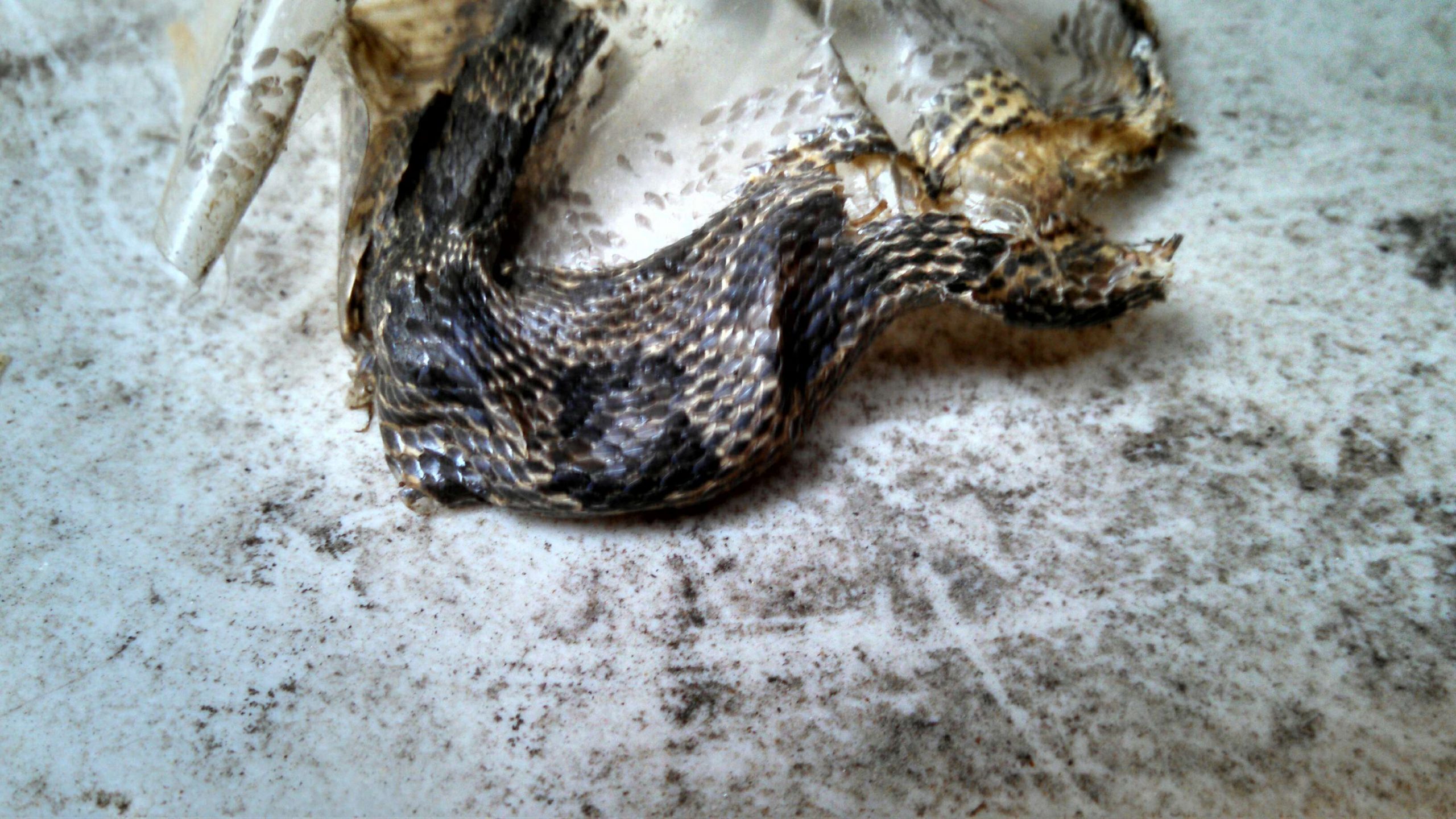 snake skin gray rat