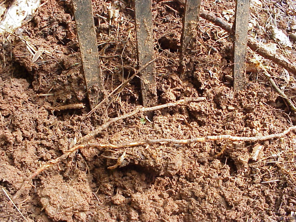 spading fork and roots