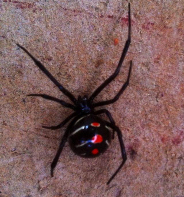 spider black widow male