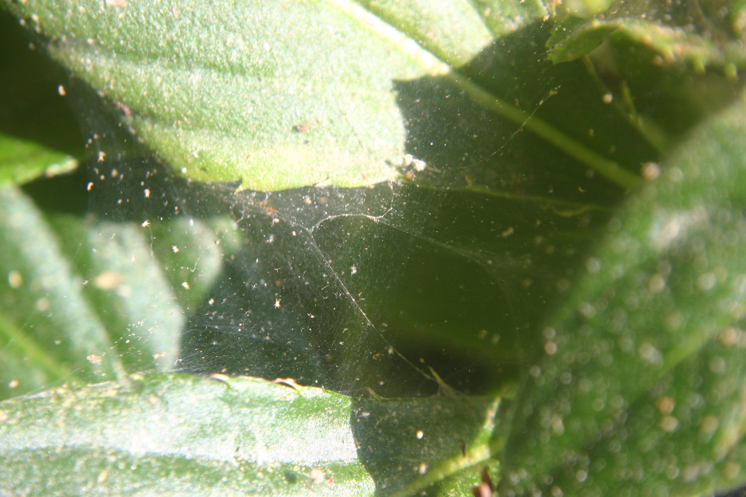 spider mites 2