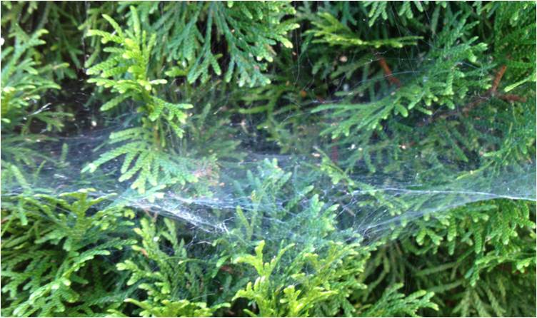 spider webs 2