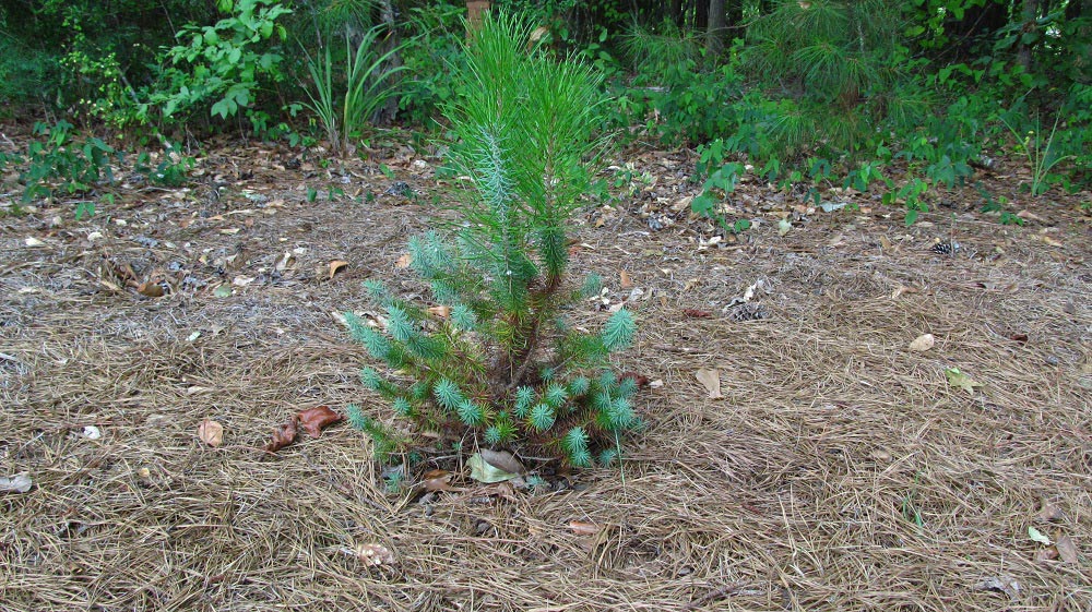Italian stone pine - juvenile foliage and mature foliage