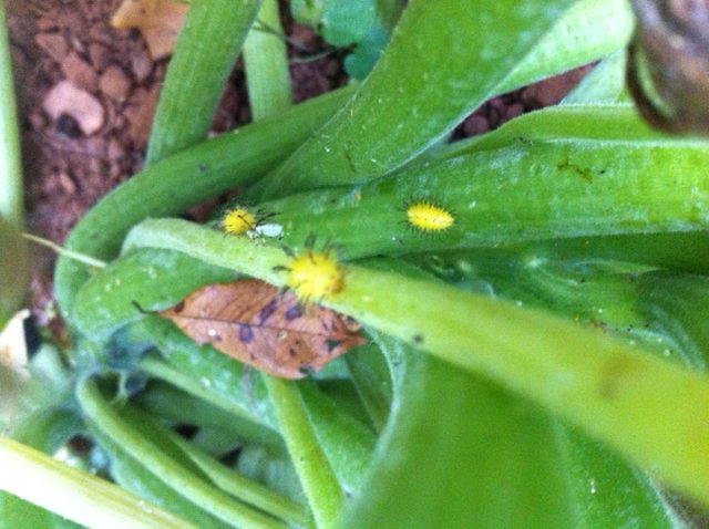 squash beetle larvae on stems