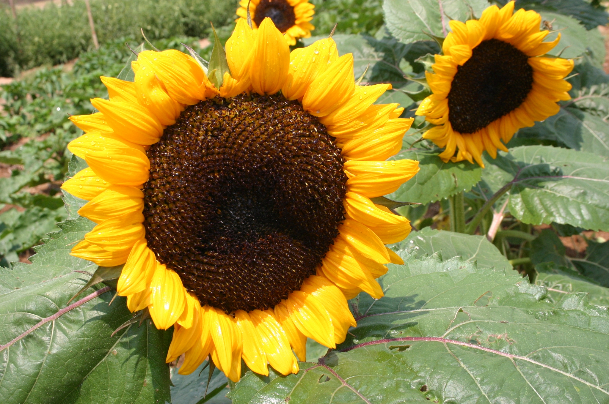 sunflower 1