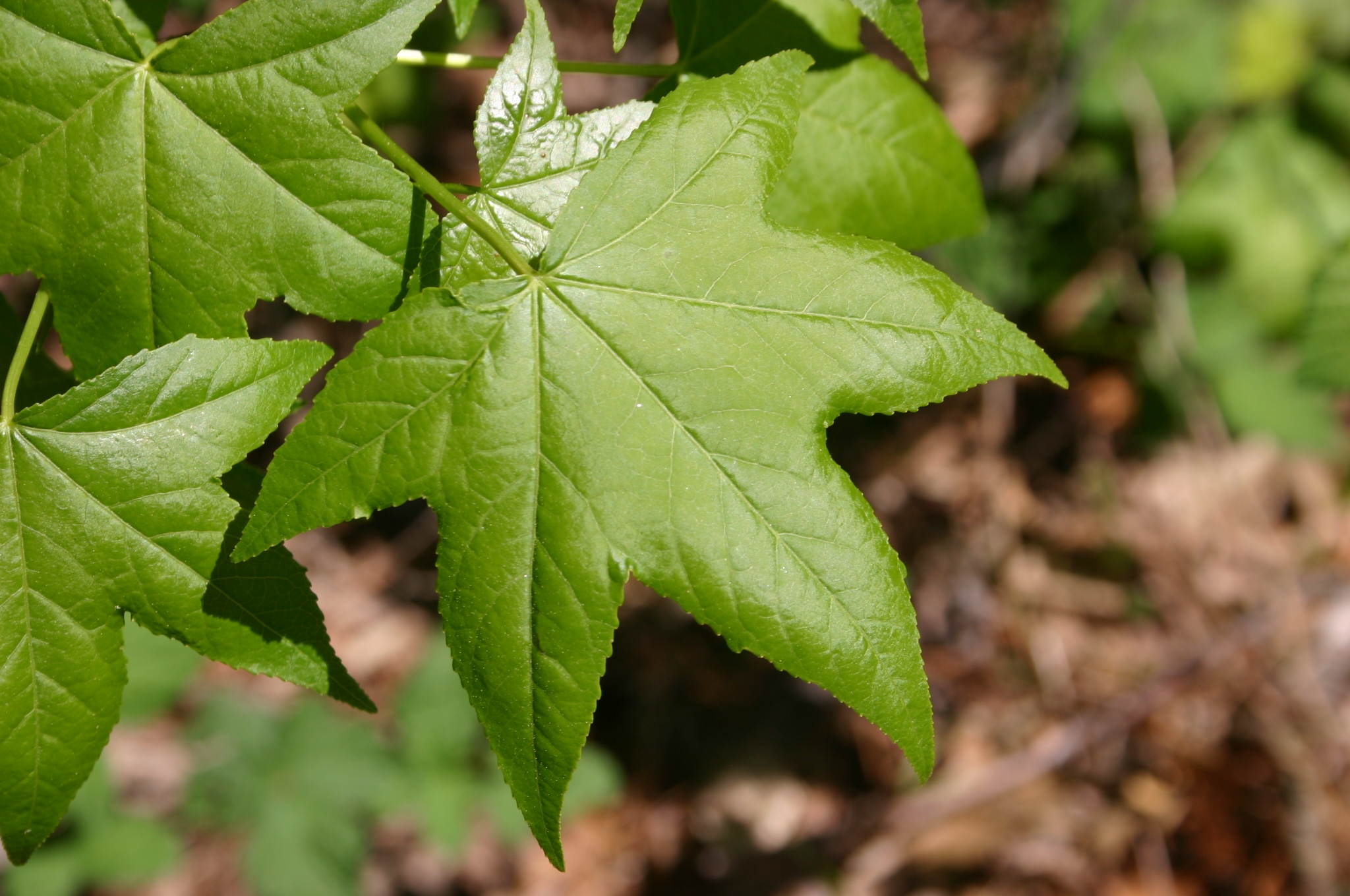 sweetgum leaf 2