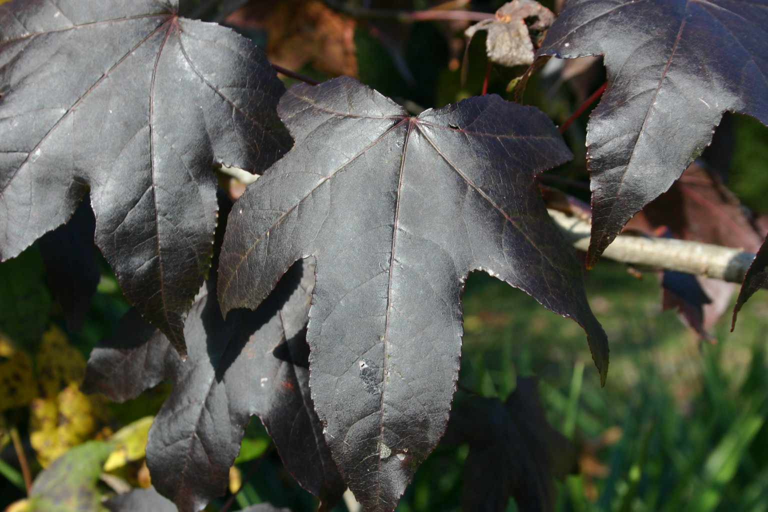 sweetgum leaves black 2