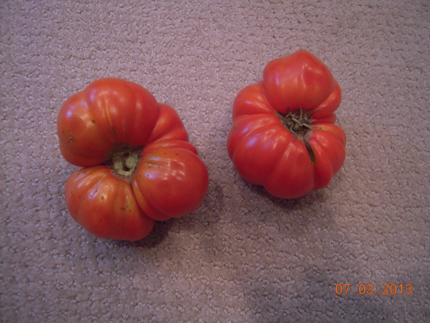tomato catface 1