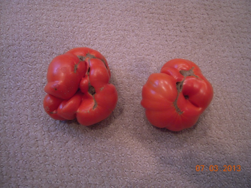tomato catface 2