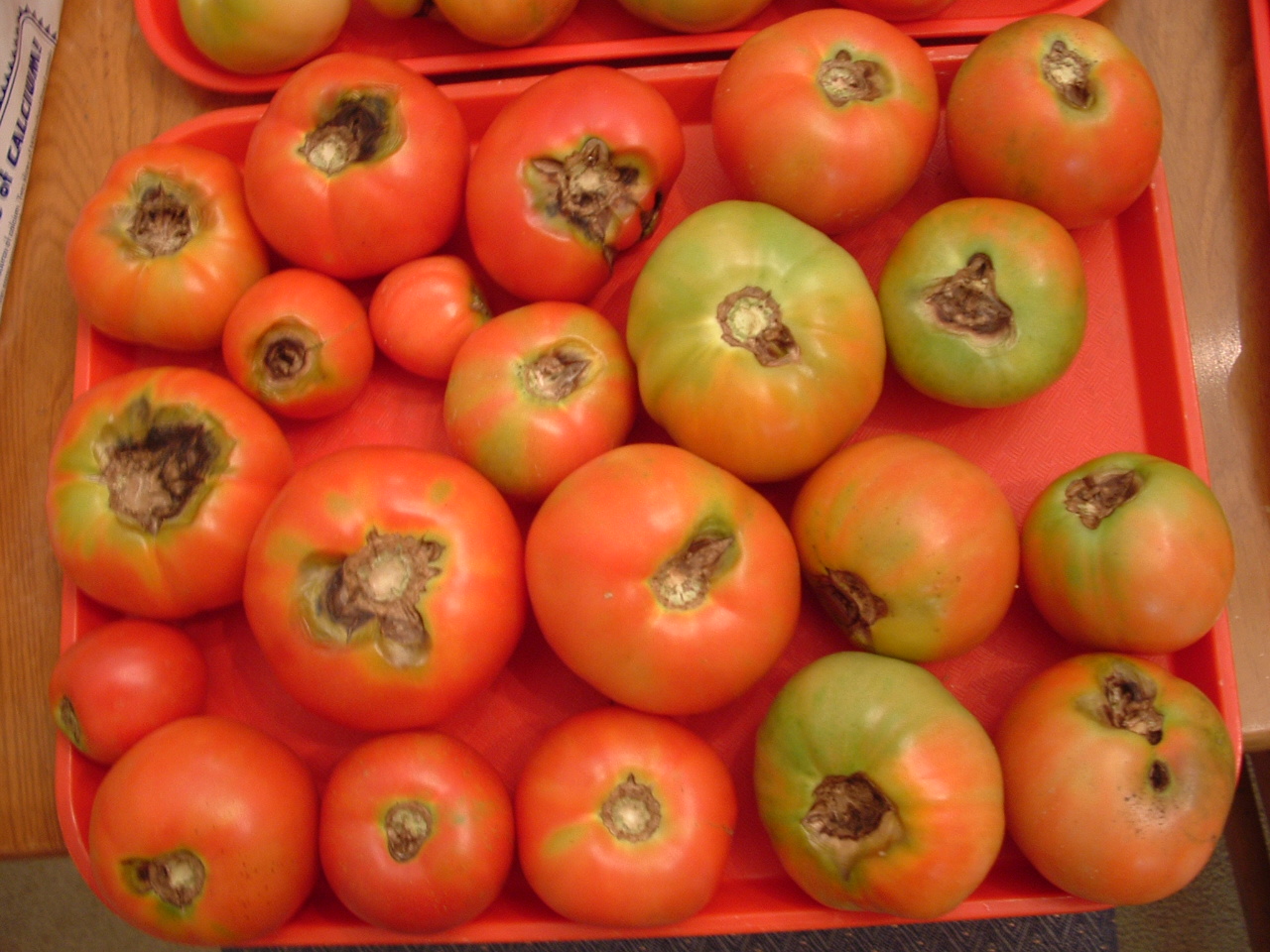 tomato early blight on fruit