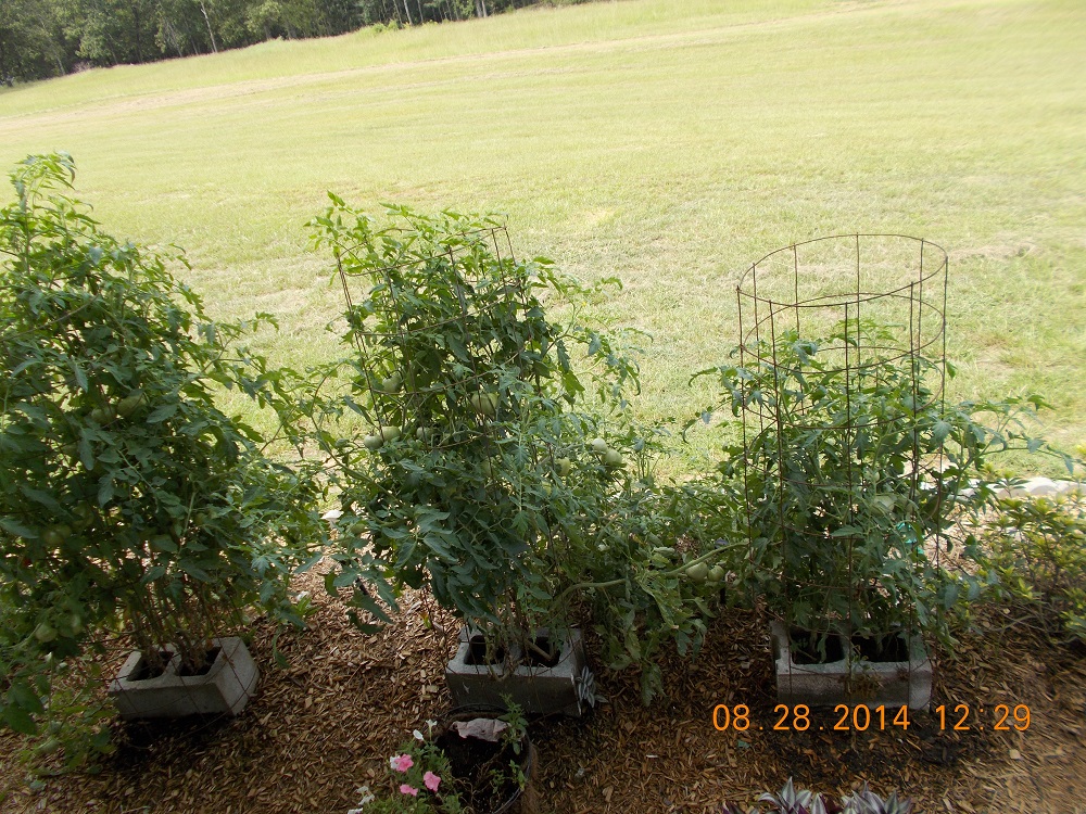 tomato growing in cinderblocks 1