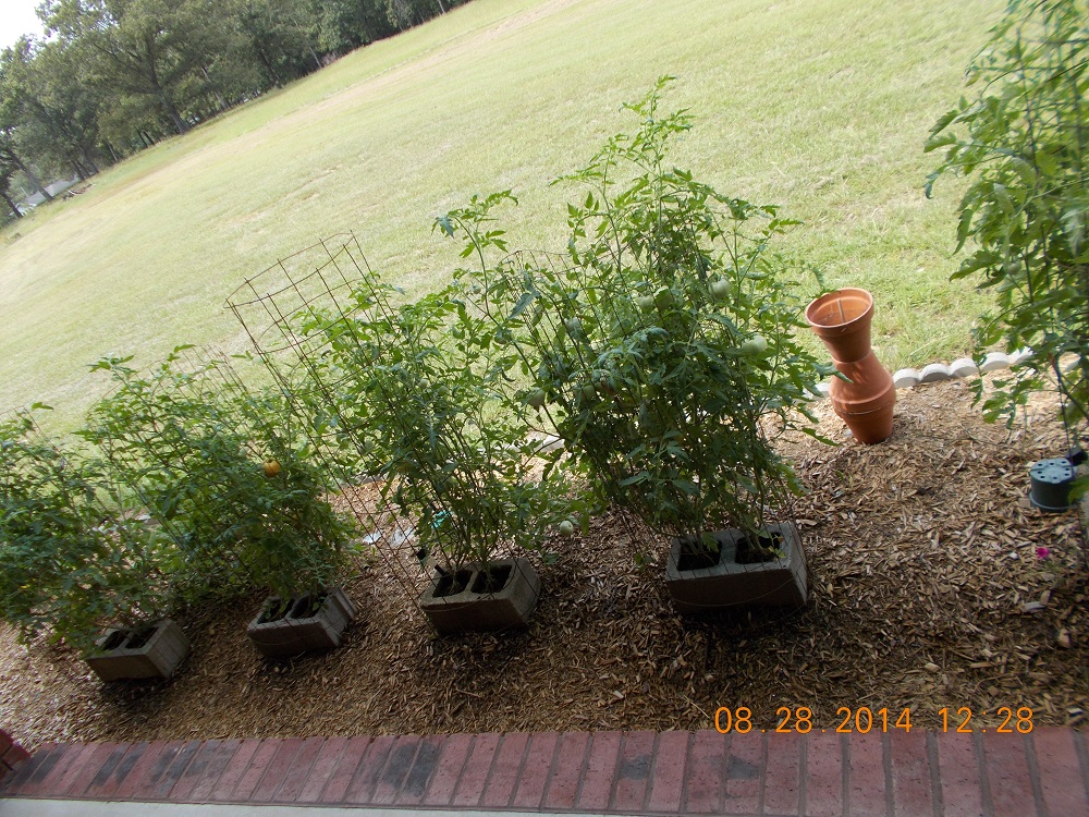 tomato growing in cinderblocks 3