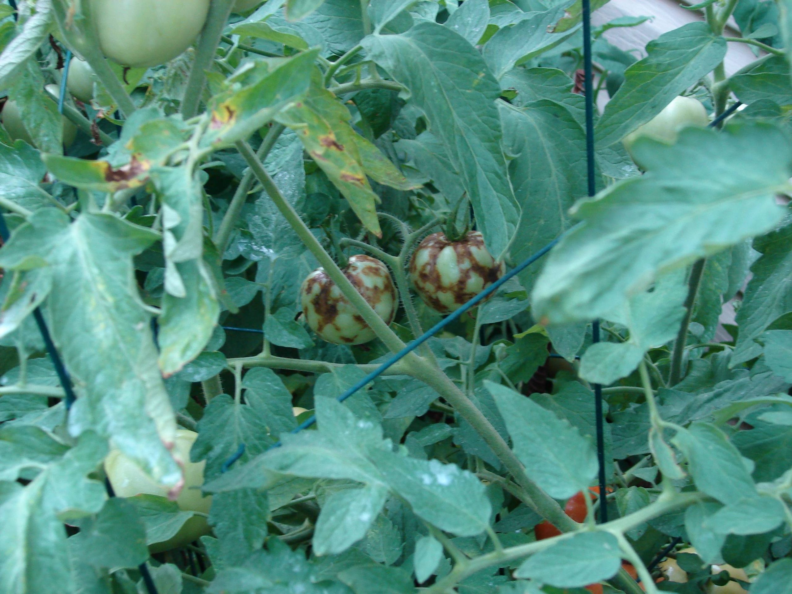 tomato spotted wilt virus 1 don't know source