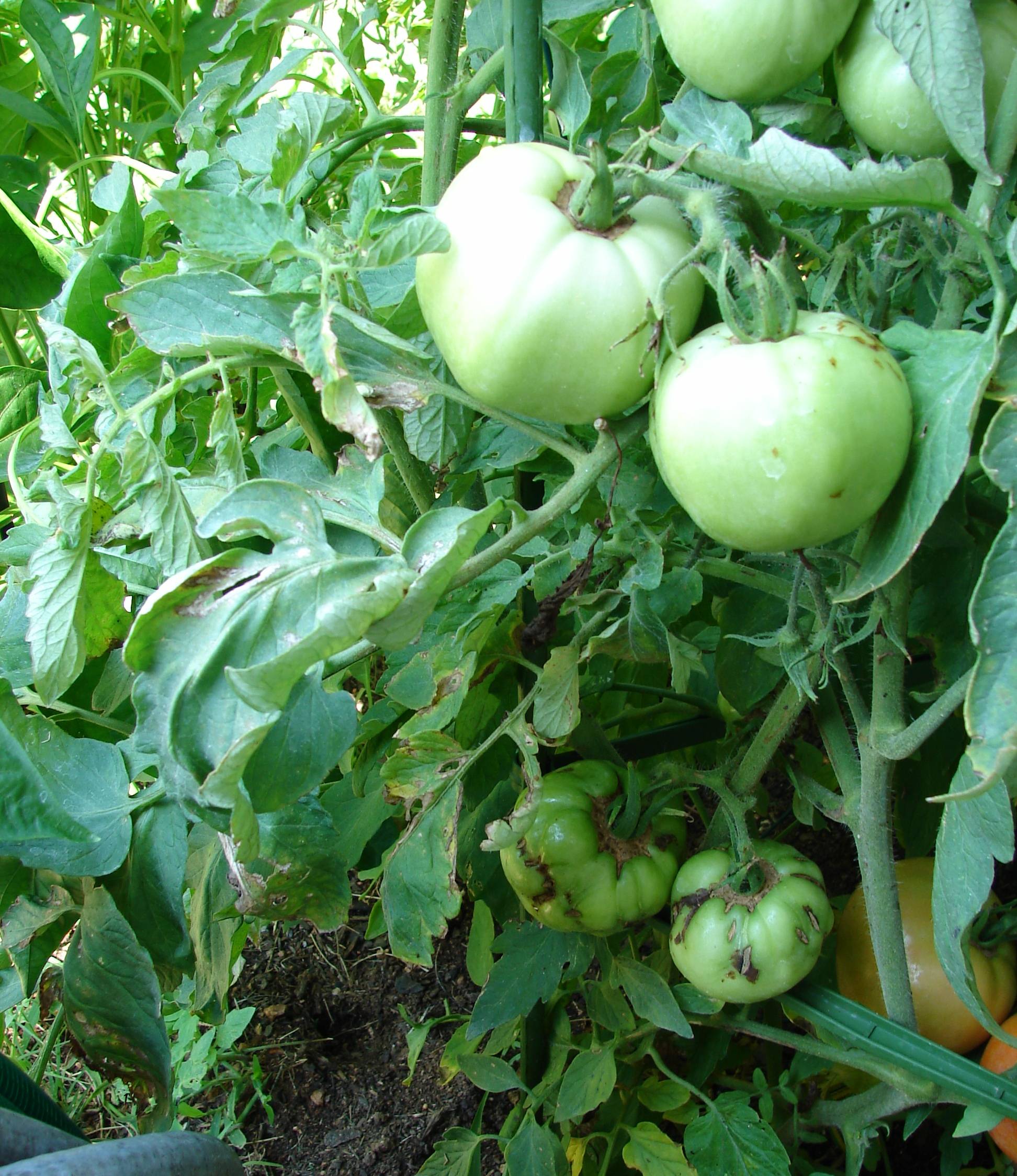 tomato spotted wilt virus 2 don't know source